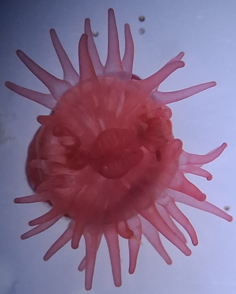 Seeanemone